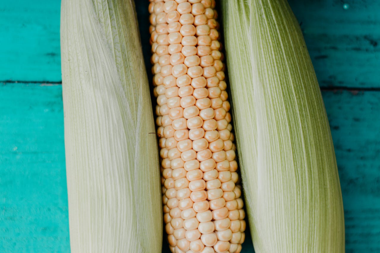 Close-up of fresh corn cobs with husks on a teal wooden surface, showcasing a rustic farm style.